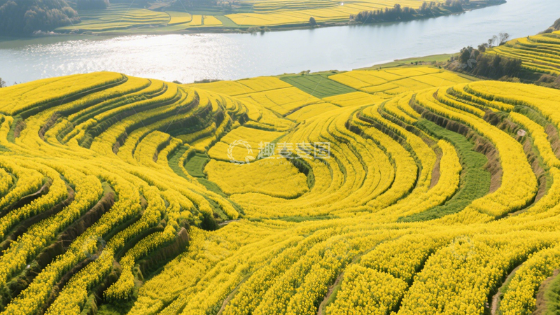 高清大图下载【趣麦麦图】梯田油菜花海2
