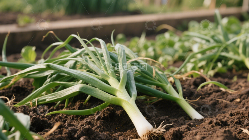 高清大图下载【趣麦麦图】-翠绿长杆大葱1