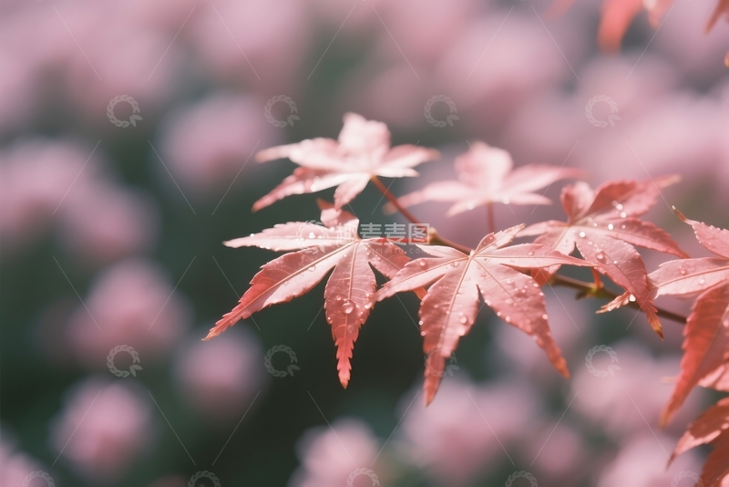 高清大图下载【趣麦麦图】初夏树木树叶的特写 