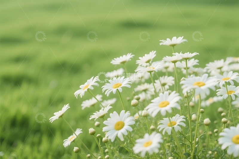 高清大图下载【趣麦麦图】初夏大滨菊 