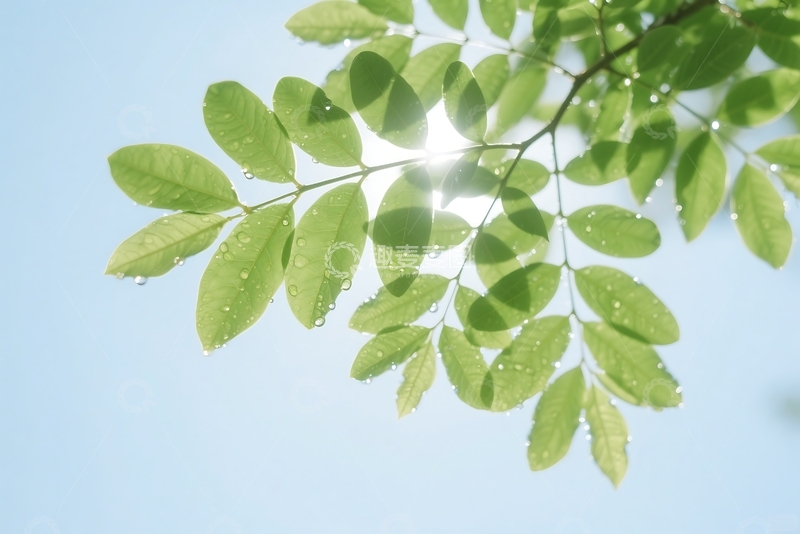 高清大图下载【趣麦麦图】初夏的阳光与绿叶 1