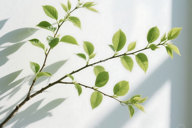 高清大图下载【趣麦麦图】初夏的阳光与绿叶 