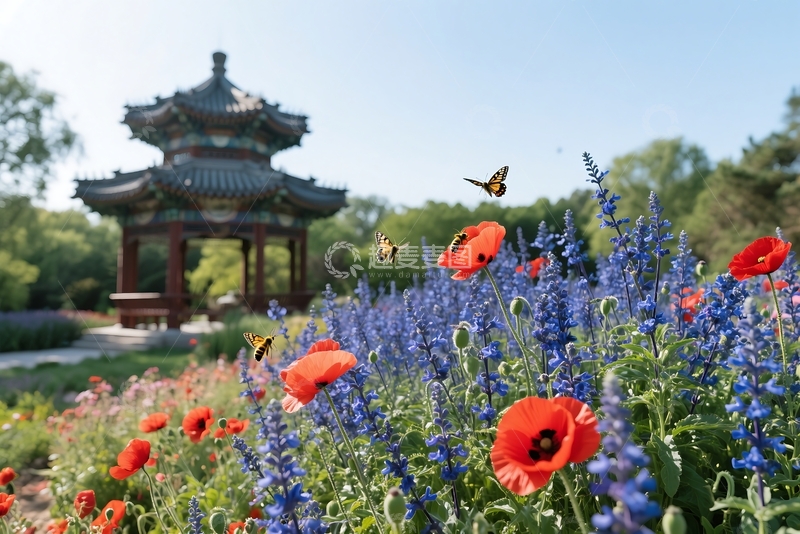 高清大图下载【趣麦麦图】北京植物园宿根园花卉 1