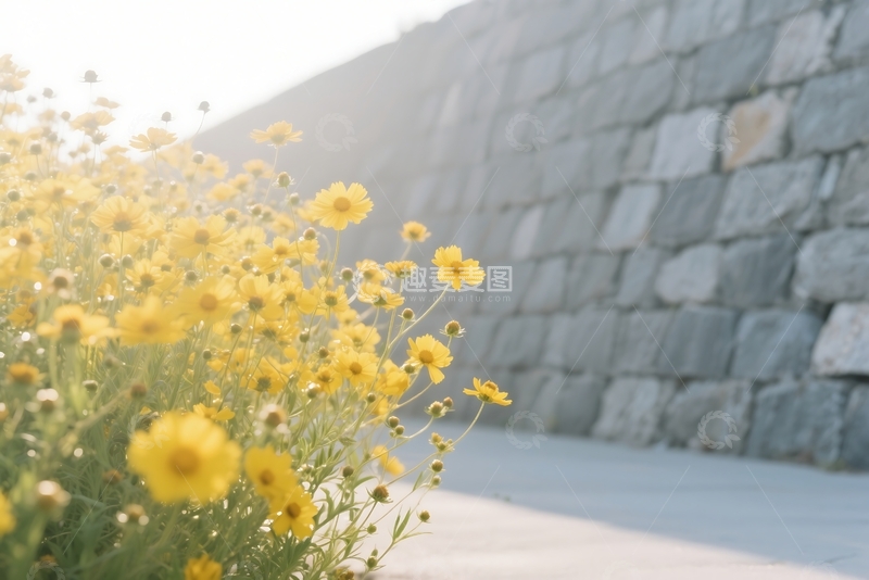 高清大图下载【趣麦麦图】大片的野花 1