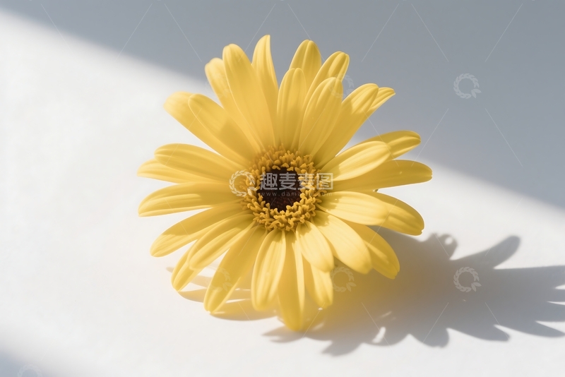 高清大图下载【趣麦麦图】孤立的菊花在白色背景上平铺 