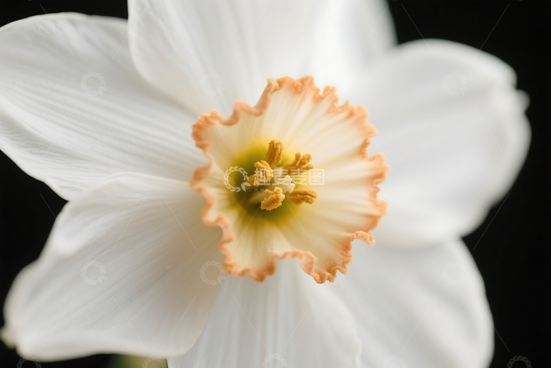 高清大图下载【趣麦麦图】孤立的水仙花横幅 