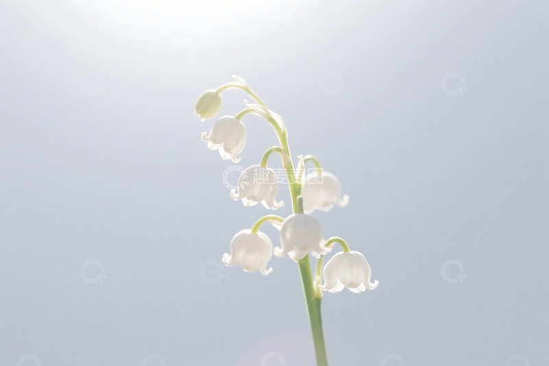 高清大图下载【趣麦麦图】孤立的铃兰花在白色背景上 