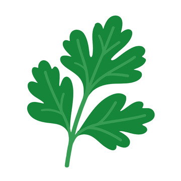 香菜叶子免扣素材