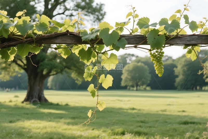 高清大图下载【趣麦麦图】春光满园，枝繁叶茂 
