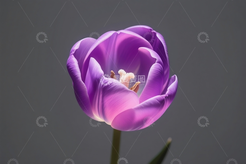 高清大图下载【趣麦麦图】抽象美丽的花卉图案设计 