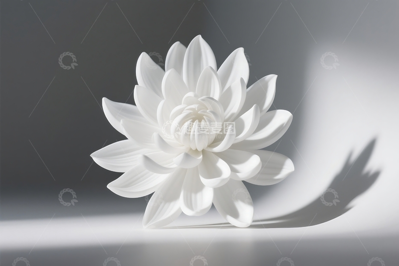 高清大图下载【趣麦麦图】抽象的白色菊花与工作室中的阴影 