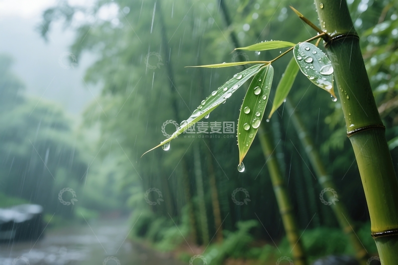 高清大图下载【趣麦麦图】春夏季节雨后绿色叶子静物特写 