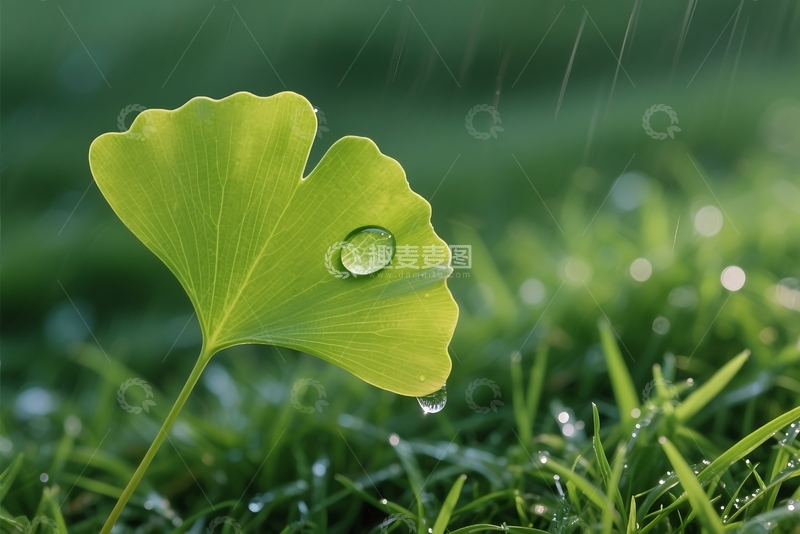 高清大图下载【趣麦麦图】春天,叶子,绿色,水滴,谷雨 
