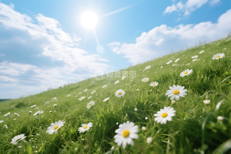 高清大图下载【趣麦麦图】春夏季节的绿色草地和雏菊风景 