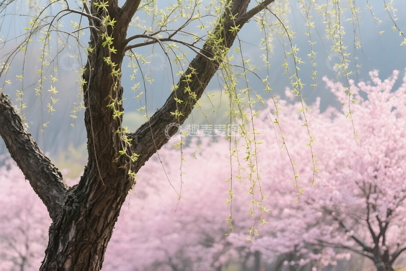 高清大图下载【趣麦麦图】春天，风景 