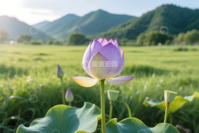 高清大图下载【趣麦麦图】春季插画荷花 