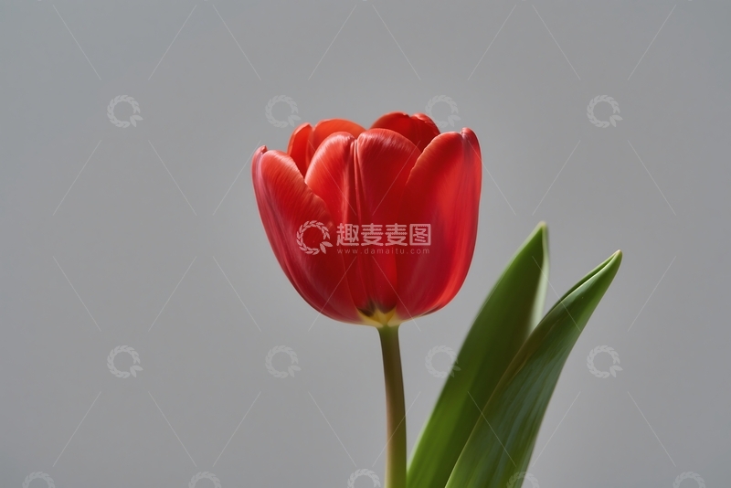 高清大图下载【趣麦麦图】春季夏天花朵绿叶装饰图案 1