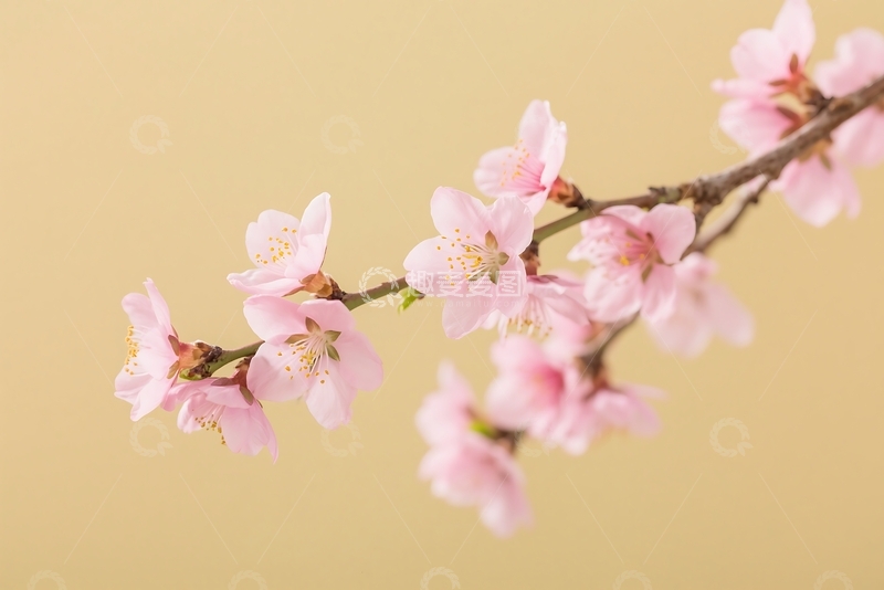 高清大图下载【趣麦麦图】春季横向花卉构图笔触 