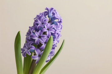 春季花卉横幅，平面花朵 1