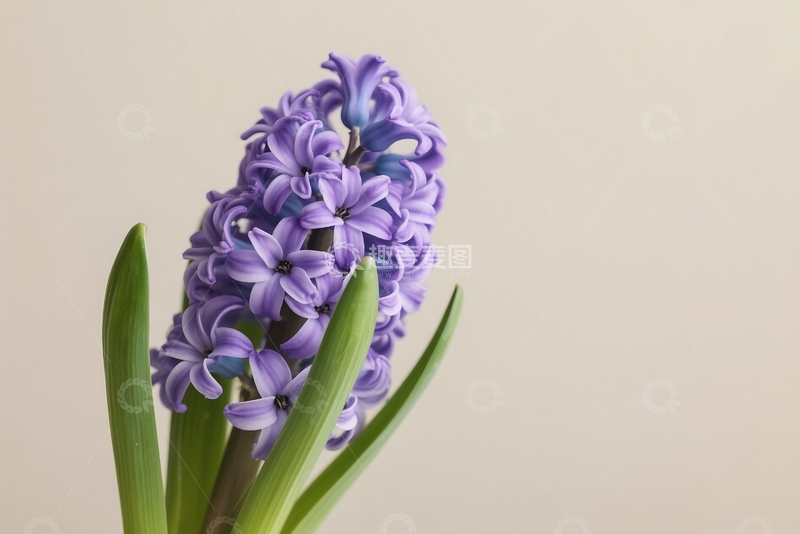 高清大图下载【趣麦麦图】春季花卉横幅，平面花朵 1