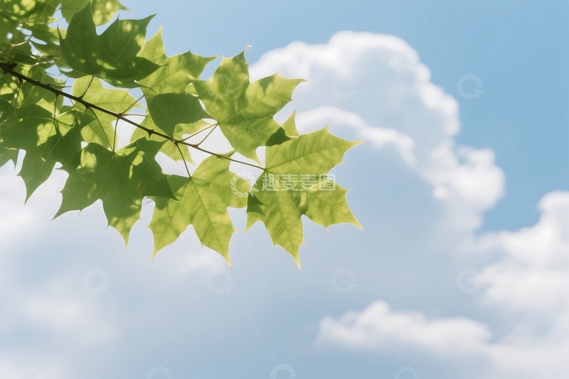 高清大图下载【趣麦麦图】春日阳光下的树叶 