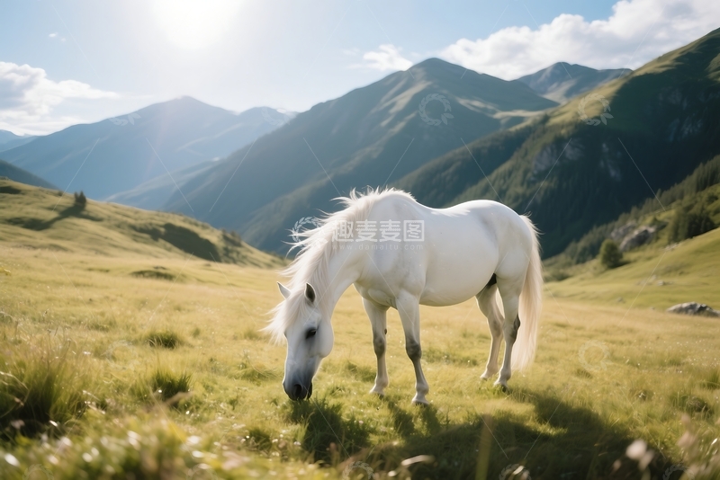 高清大图下载【趣麦麦图】春日阳光明媚，盛开的山间草地 