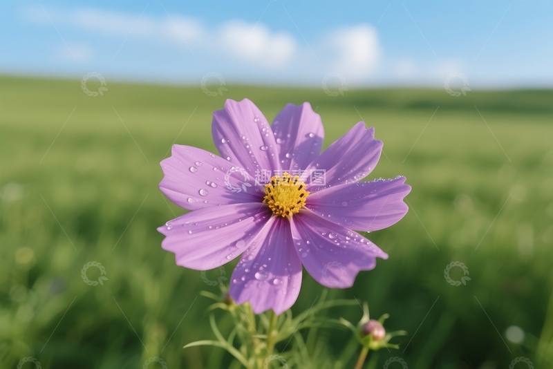 高清大图下载【趣麦麦图】春季格桑花 