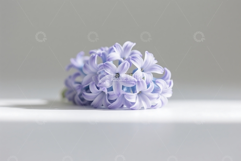 高清大图下载【趣麦麦图】春季自然海报的花卉卡片设计套装 