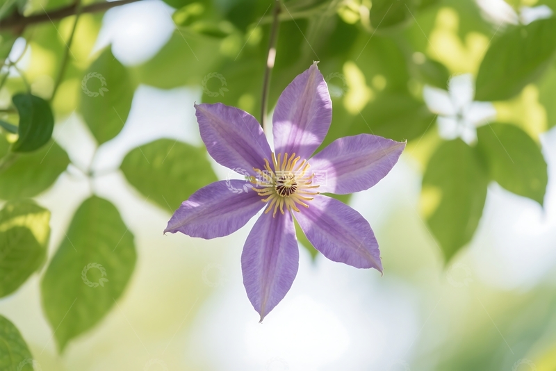 高清大图下载【趣麦麦图】春季铁线莲花 