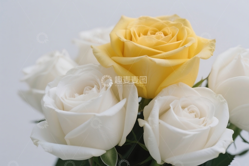 高清大图下载【趣麦麦图】白玫瑰和黄玫瑰的特写。 