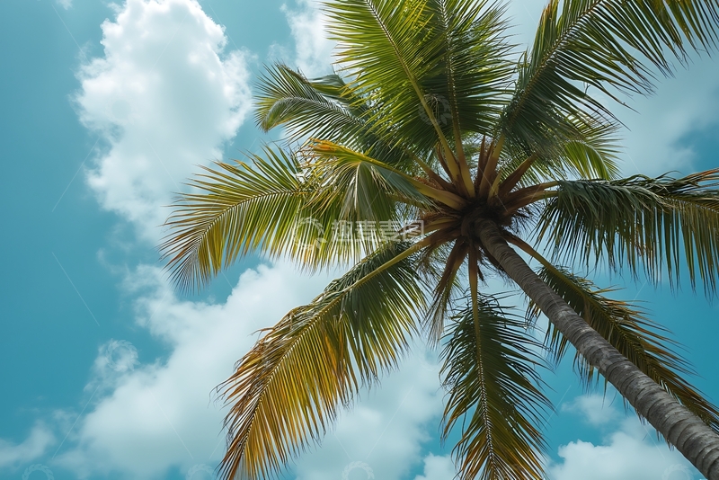 高清大图下载【趣麦麦图】海滩边的热带树 