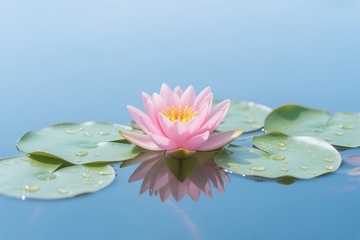 池塘里的睡莲 1