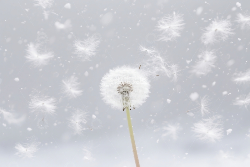 高清大图下载【趣麦麦图】白色毛茸茸的蒲公英 