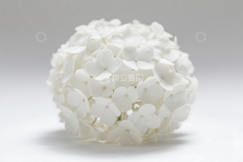 高清大图下载【趣麦麦图】白色开花植物特写镜头 