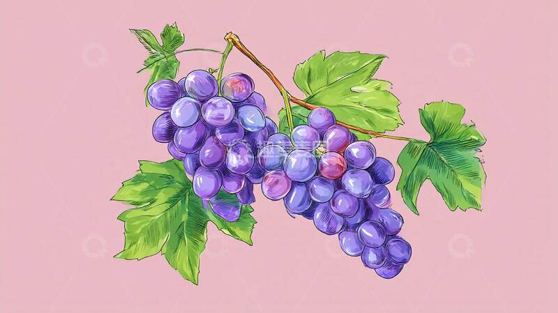 高清大图下载【趣麦麦图】紫葡萄  水果  夏季  