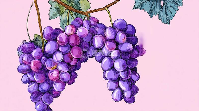 高清大图下载【趣麦麦图】紫葡萄  水果  夏季  2