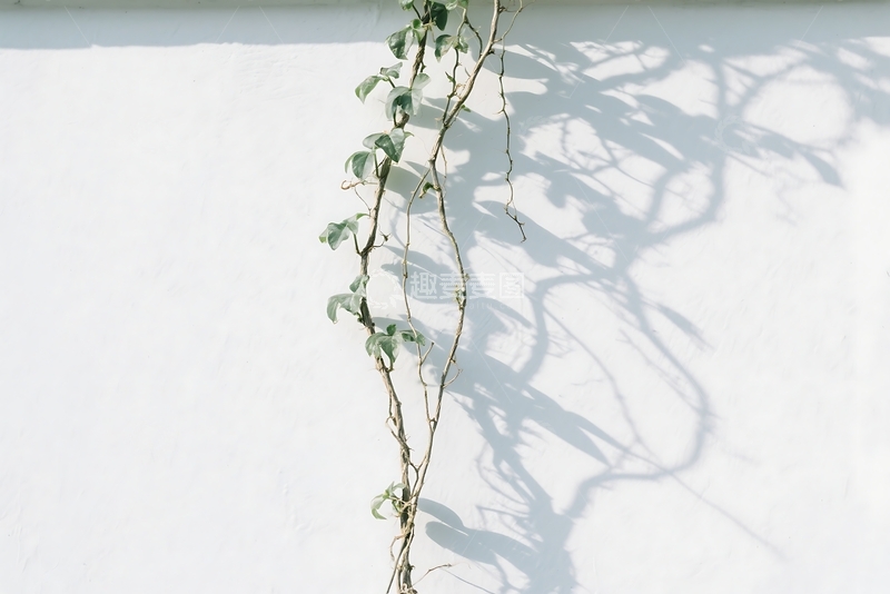 高清大图下载【趣麦麦图】白色墙壁与阴影植物纹理 