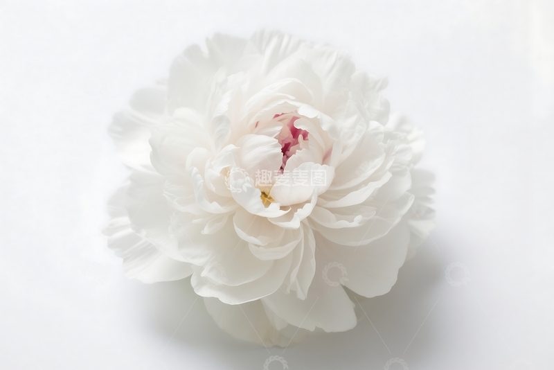 高清大图下载【趣麦麦图】白色花朵的特写 1