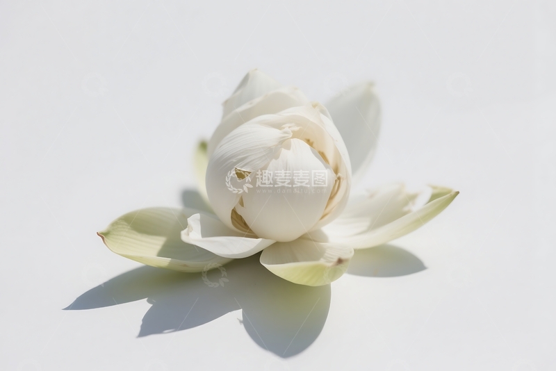 高清大图下载【趣麦麦图】白色荷花特写镜头 