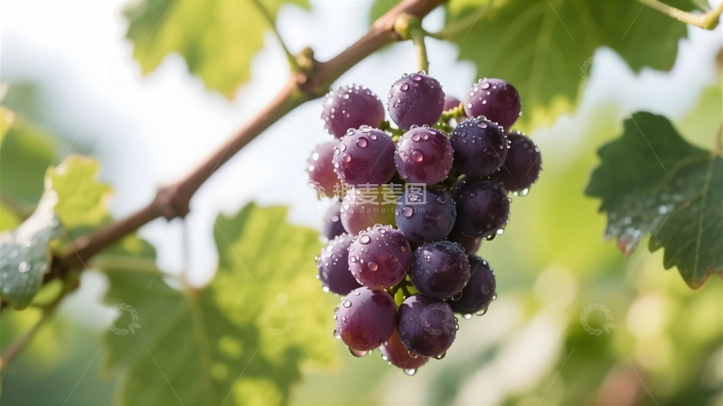 高清大图下载【趣麦麦图】新鲜水果葡萄2