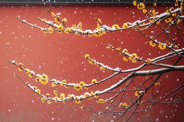 红墙雪中腊梅 