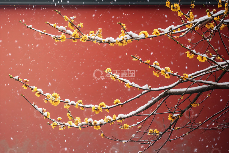 红墙雪中腊梅 
