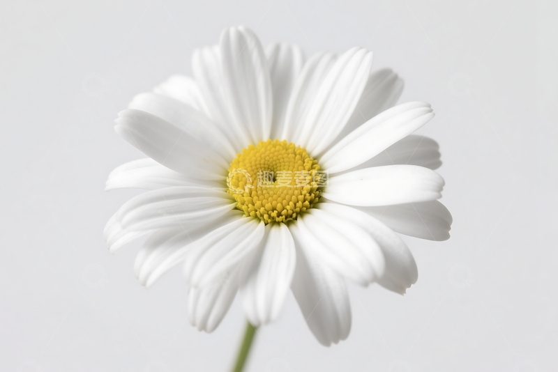 高清大图下载【趣麦麦图】白雏菊特写，产自德国 