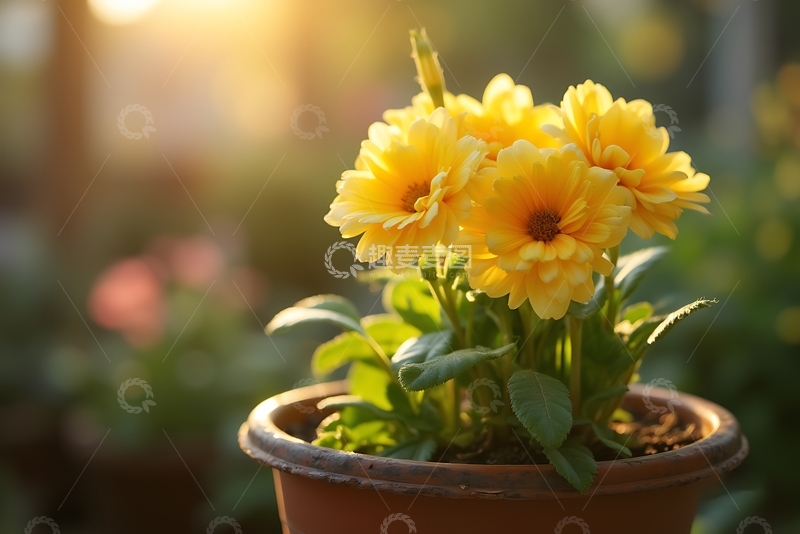 高清大图下载【趣麦麦图】背光盆栽花 
