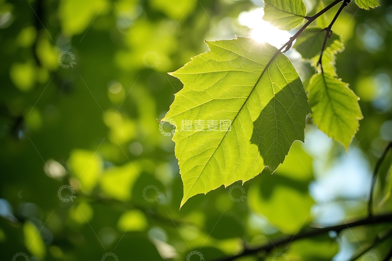 高清大图下载【趣麦麦图】背光角树的叶子 