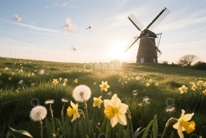 高清大图下载【趣麦麦图】背光下的水仙花草地 