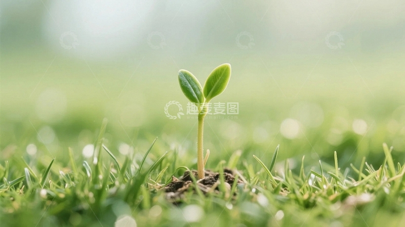 高清大图下载【趣麦麦图】刚刚露出的植物嫩芽