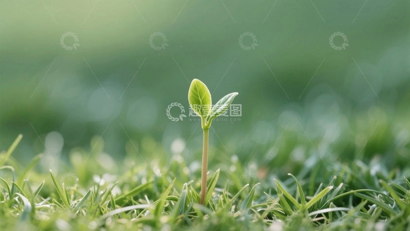 高清大图下载【趣麦麦图】刚刚露出的植物嫩芽1