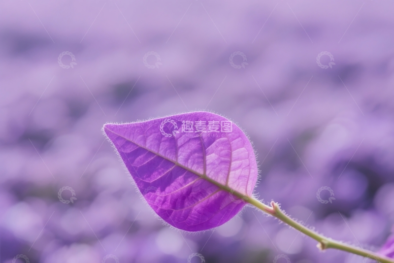 高清大图下载【趣麦麦图】背景模糊的树叶特写镜头 