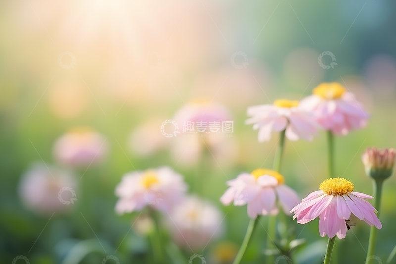 高清大图下载【趣麦麦图】背景散焦的白芷花朵 